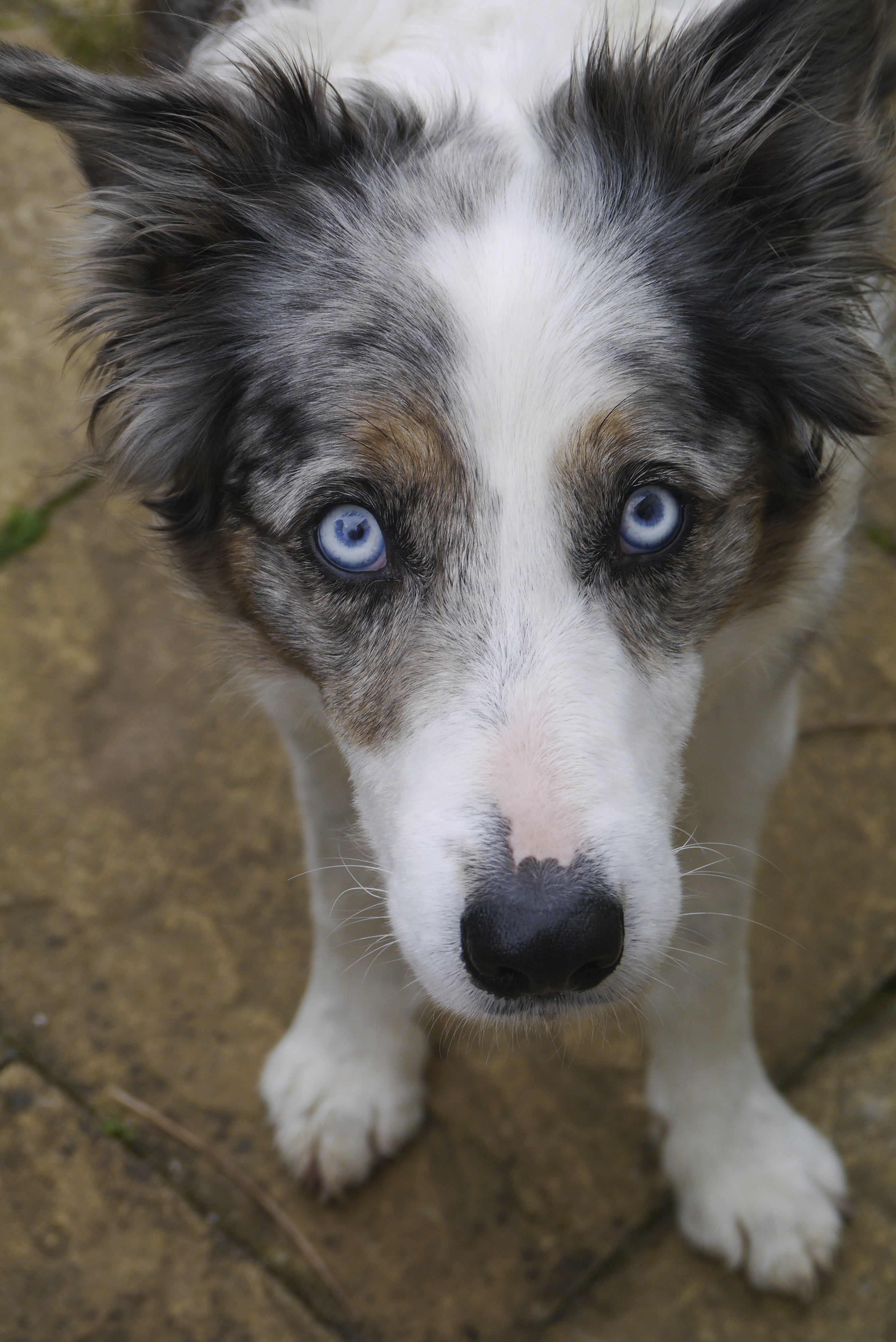 My Dogs Eyes Are Tearing Alot My Dogs Eyes Are Tearing Alot